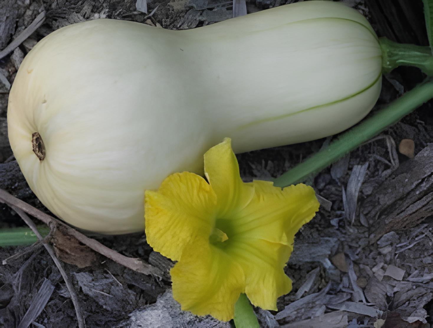 20 Seeds Heirloom Waltham Butternut White Winter Squash Organic Fresh Seeds