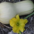 20 Seeds Heirloom Waltham Butternut White Winter Squash Organic Fresh Seeds