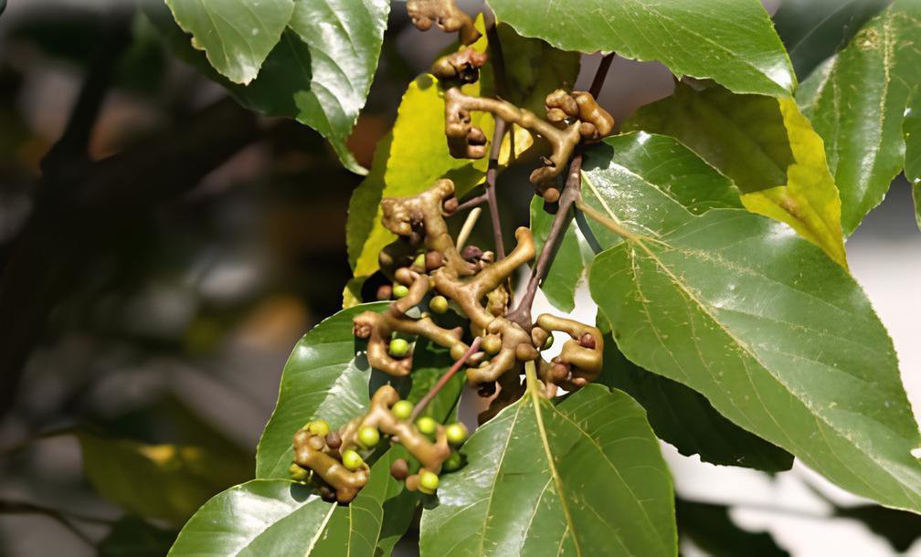 200 Seeds Rare Japanese Raisin Tree Fresh Seeds