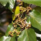 200 Seeds Rare Japanese Raisin Tree Fresh Seeds
