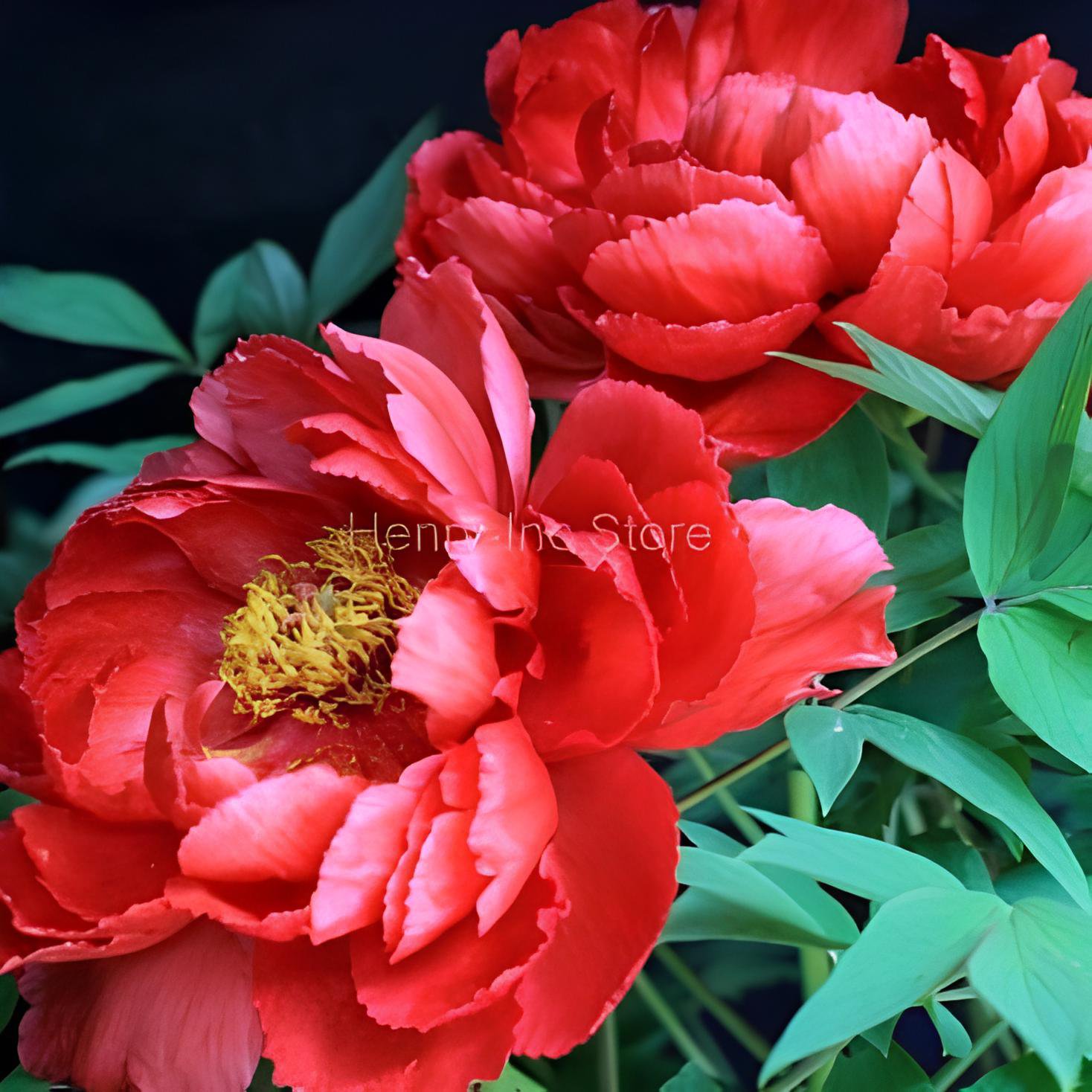 10 Seeds Fire Red Chinese Peony Flower Fresh Seeds