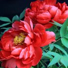 10 Seeds Fire Red Chinese Peony Flower Fresh Seeds