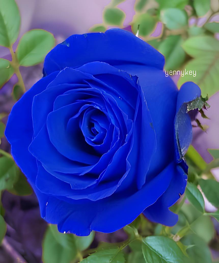 100 Seeds Purple Blue Rose Big Flowering Plants Garden Flower Fresh Seeds