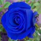 100 Seeds Purple Blue Rose Big Flowering Plants Garden Flower Fresh Seeds