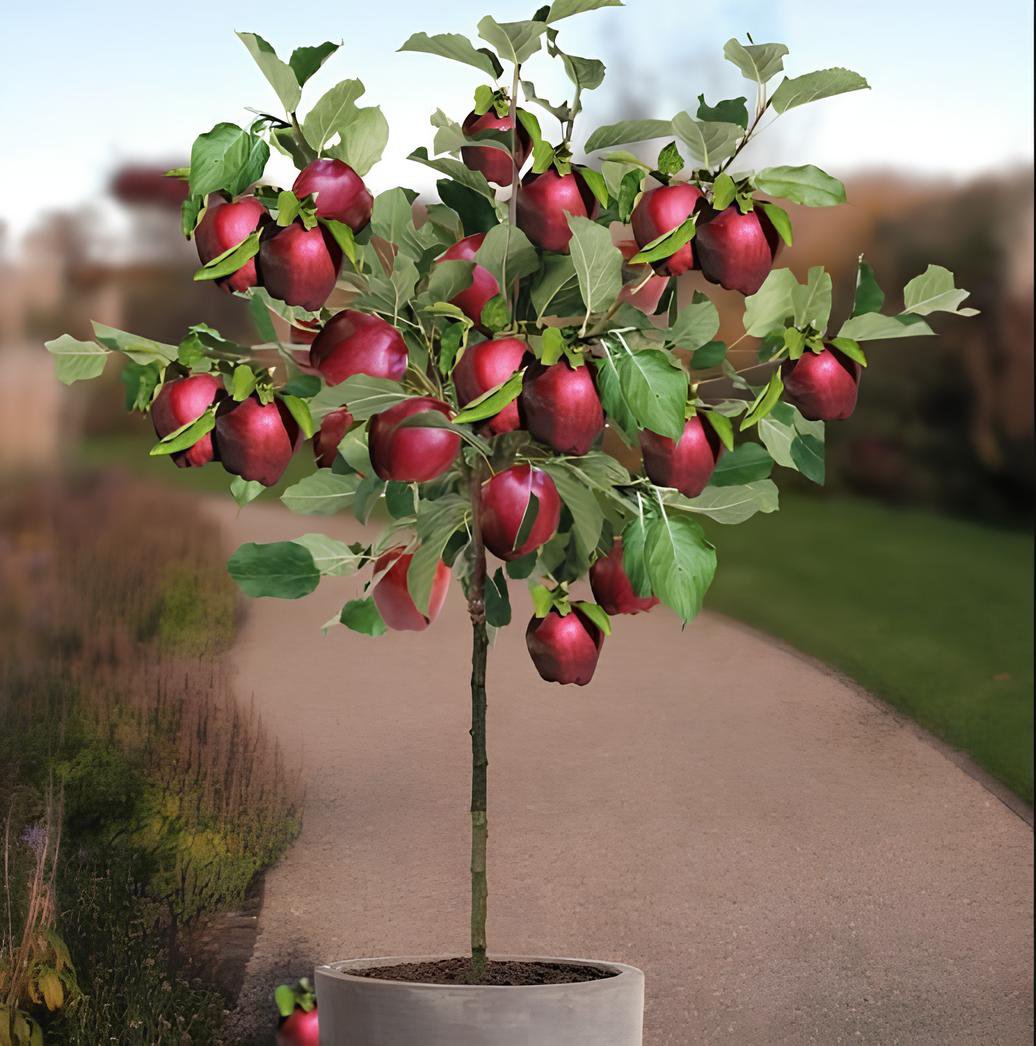 20 Seeds Red Sweet Bonsai Apple Tree Fruit Organic Fresh Seeds