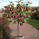 20 Seeds Red Sweet Bonsai Apple Tree Fruit Organic Fresh Seeds