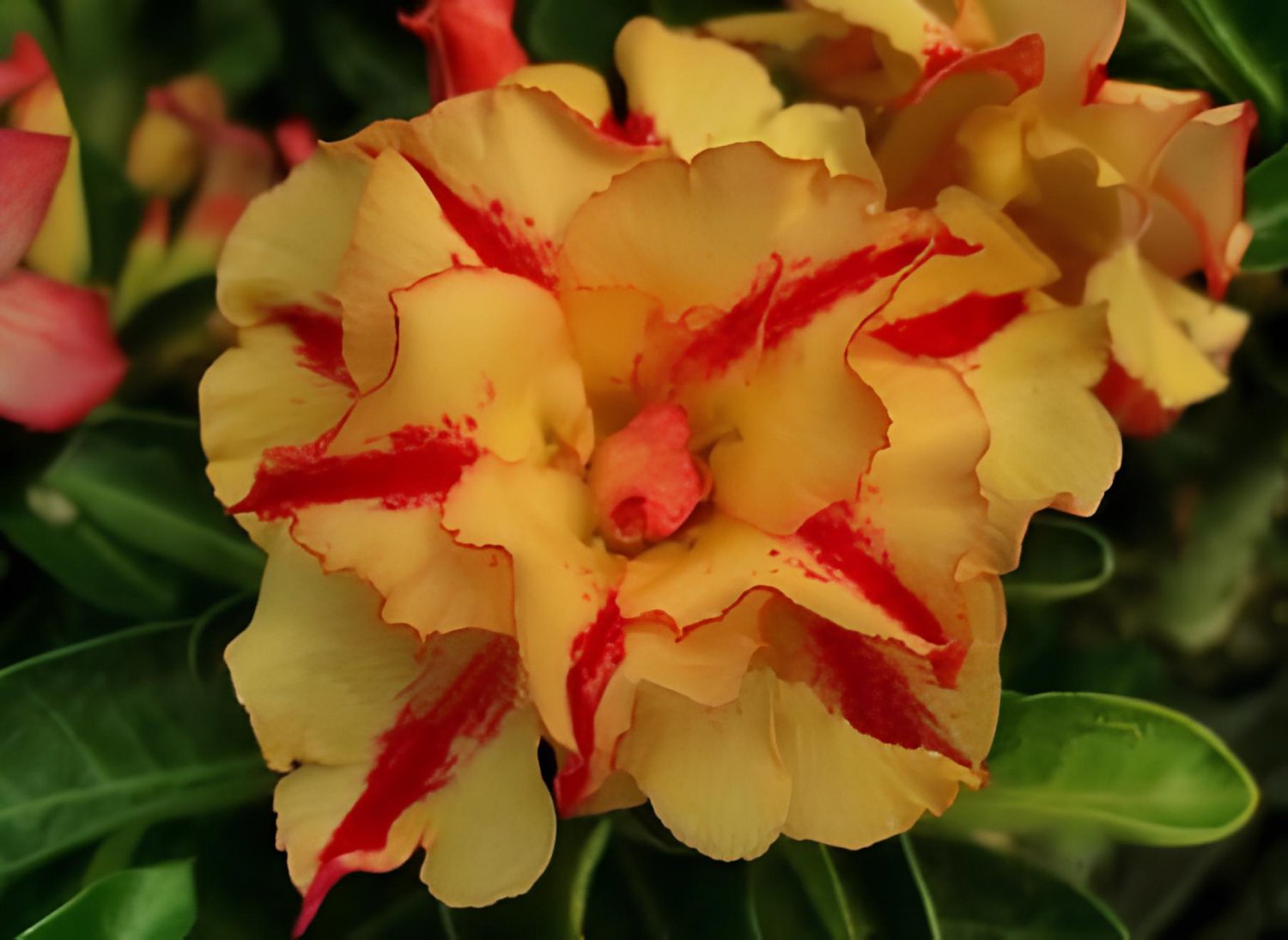 4 Seeds Rosy Adenium Obesum Siam Yellow Desert Rose Flowers Fresh Seeds
