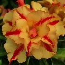 4 Seeds Rosy Adenium Obesum Siam Yellow Desert Rose Flowers Fresh Seeds