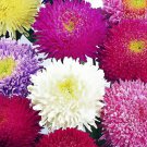 60 Seeds Powder Puff Aster Mix Callistephus Chinensis Flower Fresh Seeds
