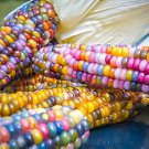 40 Seeds Rare Heirloom Sweet Rainbow Corn Hybrid Fresh Seeds