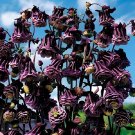 40 Seeds Rare Double Pleat Blackberry Columbine Fresh Seeds