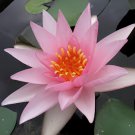 2 Seeds Justin Pink Water Lily Nymphaea Flower Fresh Seeds