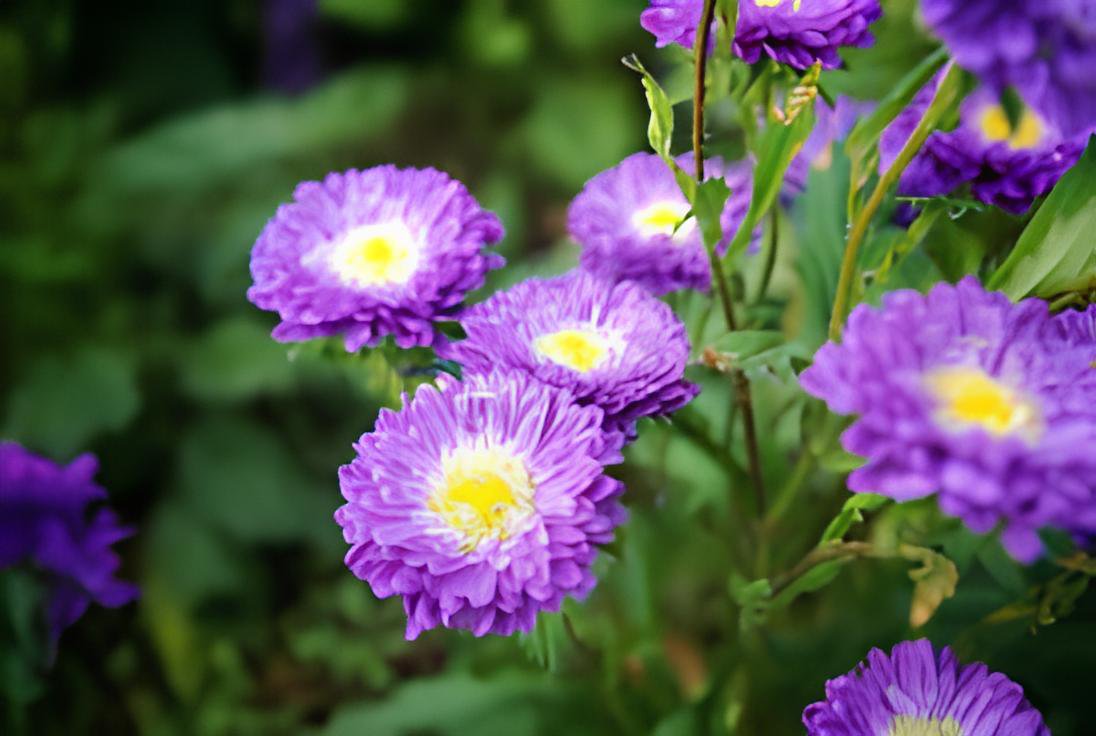 100 Seeds Callistephus chinensis China Aster Duchess Blue Ice Annual Fresh Seeds