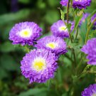 100 Seeds Callistephus chinensis China Aster Duchess Blue Ice Annual Fresh Seeds