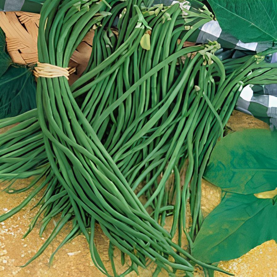 40 Seeds Chinese Green Long Cowpea Vegetable Fresh Seeds