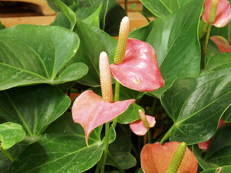 100 Seeds Anthurium Flower Mixed Light Purple Black Red Pink Flowers Fresh Seeds