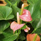 100 Seeds Anthurium Flower Mixed Light Purple Black Red Pink Flowers Fresh Seeds