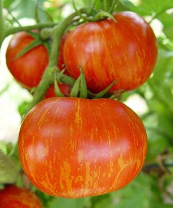 200 Seeds Heirloom Red Zebra Tomato with Golden Stripe Organic Fresh Seeds