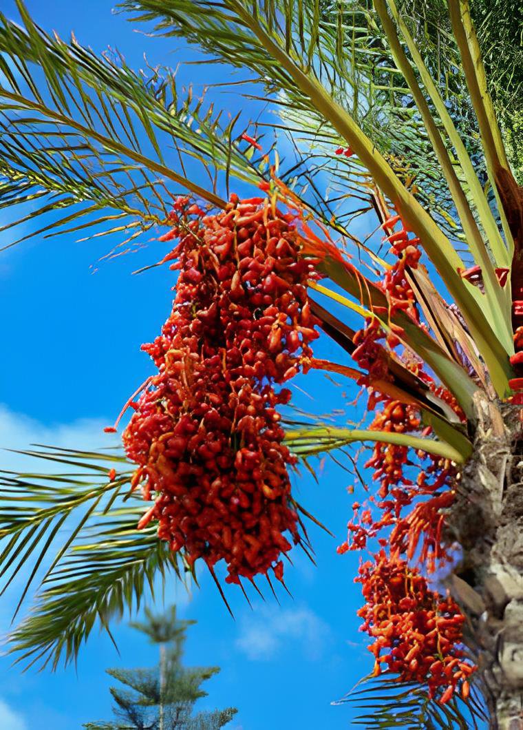 40 Seeds Date Palm Phoenix Dactylifera Tree Fresh Seeds