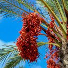 40 Seeds Date Palm Phoenix Dactylifera Tree Fresh Seeds
