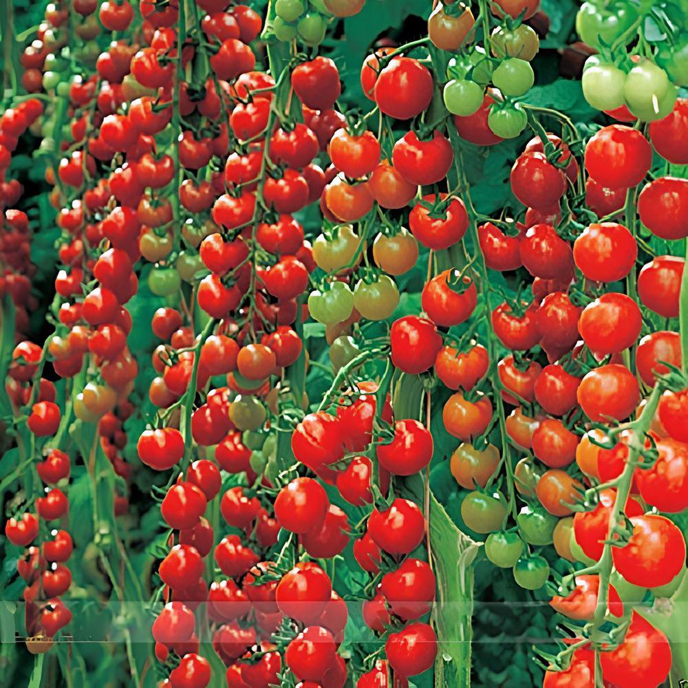 200 Seeds Dolce Vita Organic Cherry Tomato Fresh Seeds