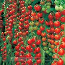 200 Seeds Dolce Vita Organic Cherry Tomato Fresh Seeds