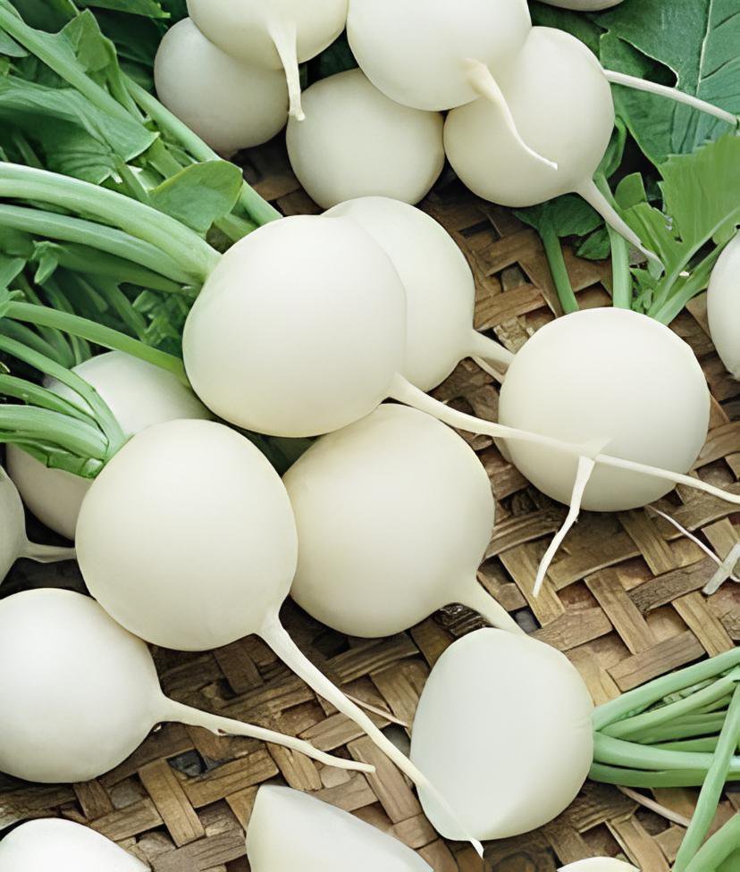 6 Seeds White Cherry Belle Radish Chinese Organic Vegetable Fresh Seeds