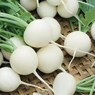 6 Seeds White Cherry Belle Radish Chinese Organic Vegetable Fresh Seeds