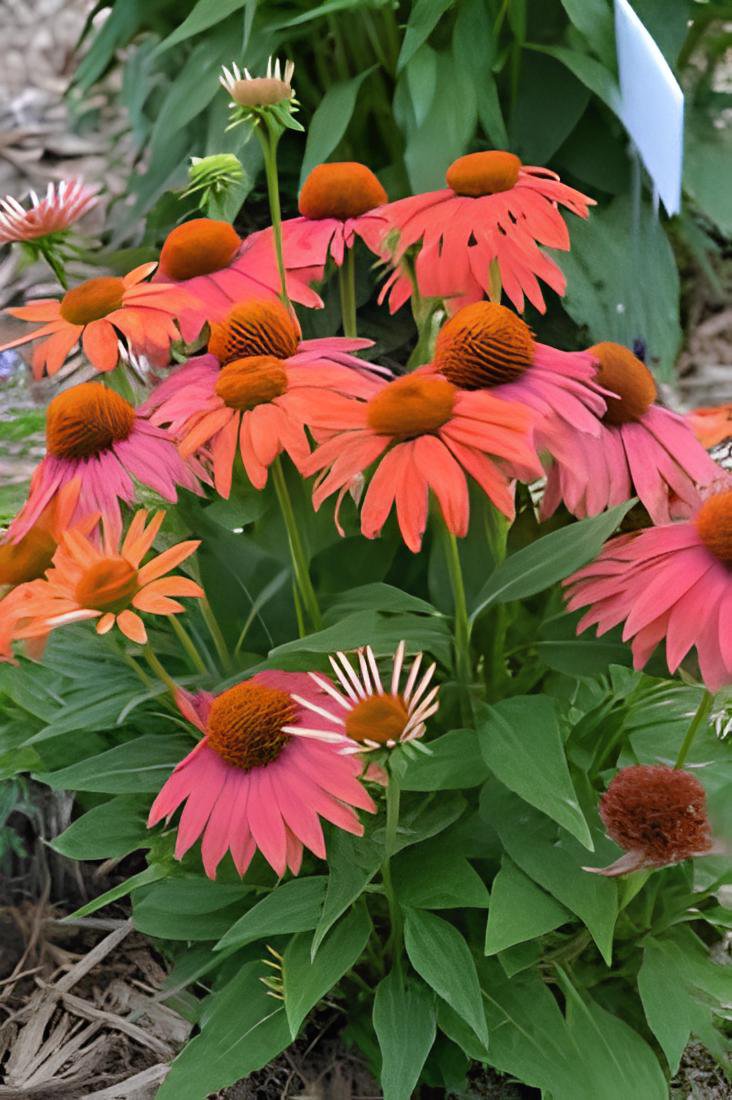 400 Seeds Cheyenne Spirit Orange Echinacea Perennial Coneflower Fresh Seeds