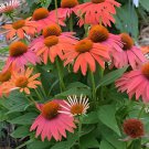 400 Seeds Cheyenne Spirit Orange Echinacea Perennial Coneflower Fresh Seeds
