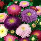 100 Seeds Mix China Aster Callistephus Flower Fresh Seeds