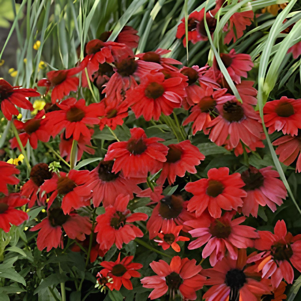 400 Seeds Heirloom Red Ruby Echinacea Perennial Coneflower Fresh Seeds