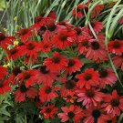 400 Seeds Heirloom Red Ruby Echinacea Perennial Coneflower Fresh Seeds