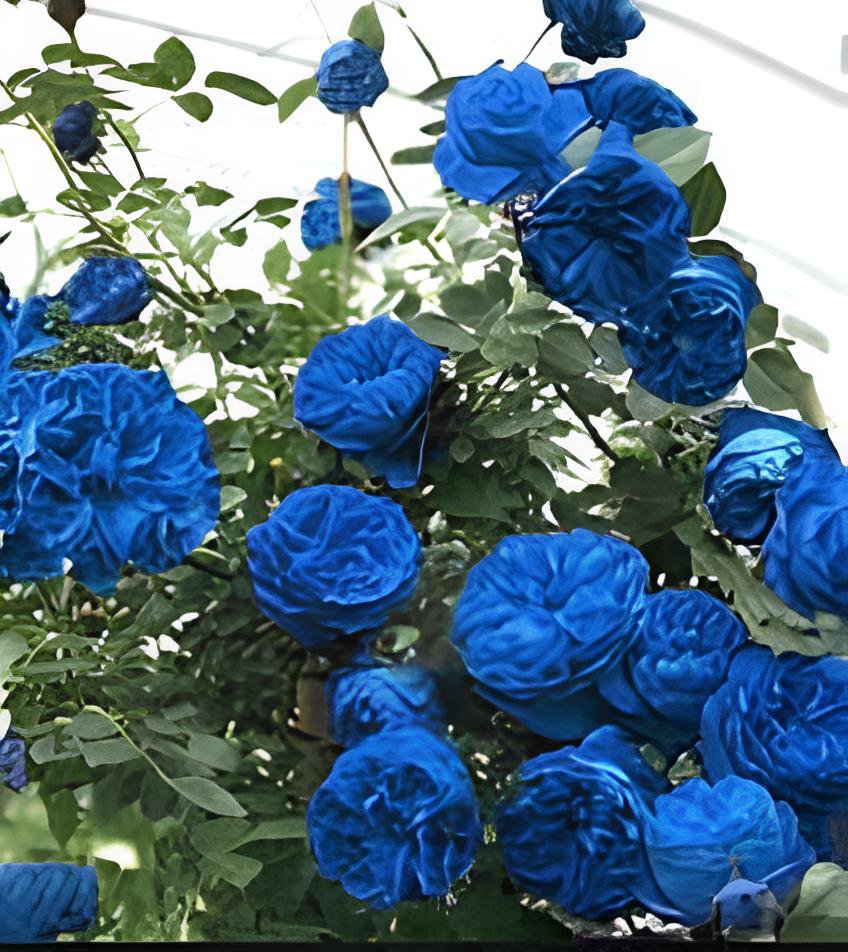 100 Seeds Rarest Several Rose Shrub Seeding Fresh Seeds