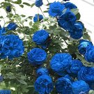 100 Seeds Rarest Several Rose Shrub Seeding Fresh Seeds