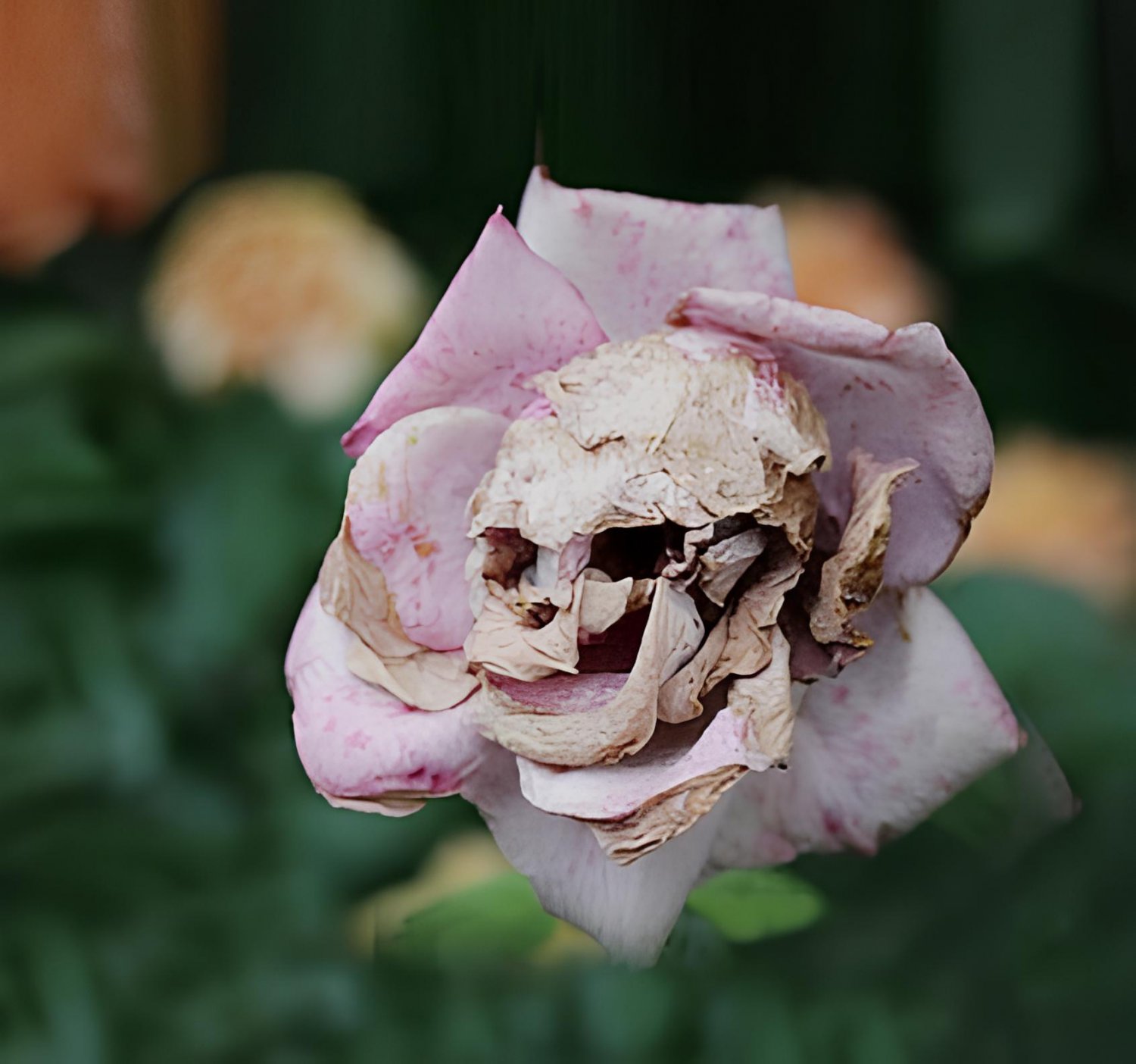 200 Seeds The Death Rose Fresh Seeds