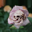 200 Seeds The Death Rose Fresh Seeds