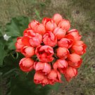 40 Seeds Geranium Fire Red 'Apple Blossom' Bonsai Flowers Fresh Seeds