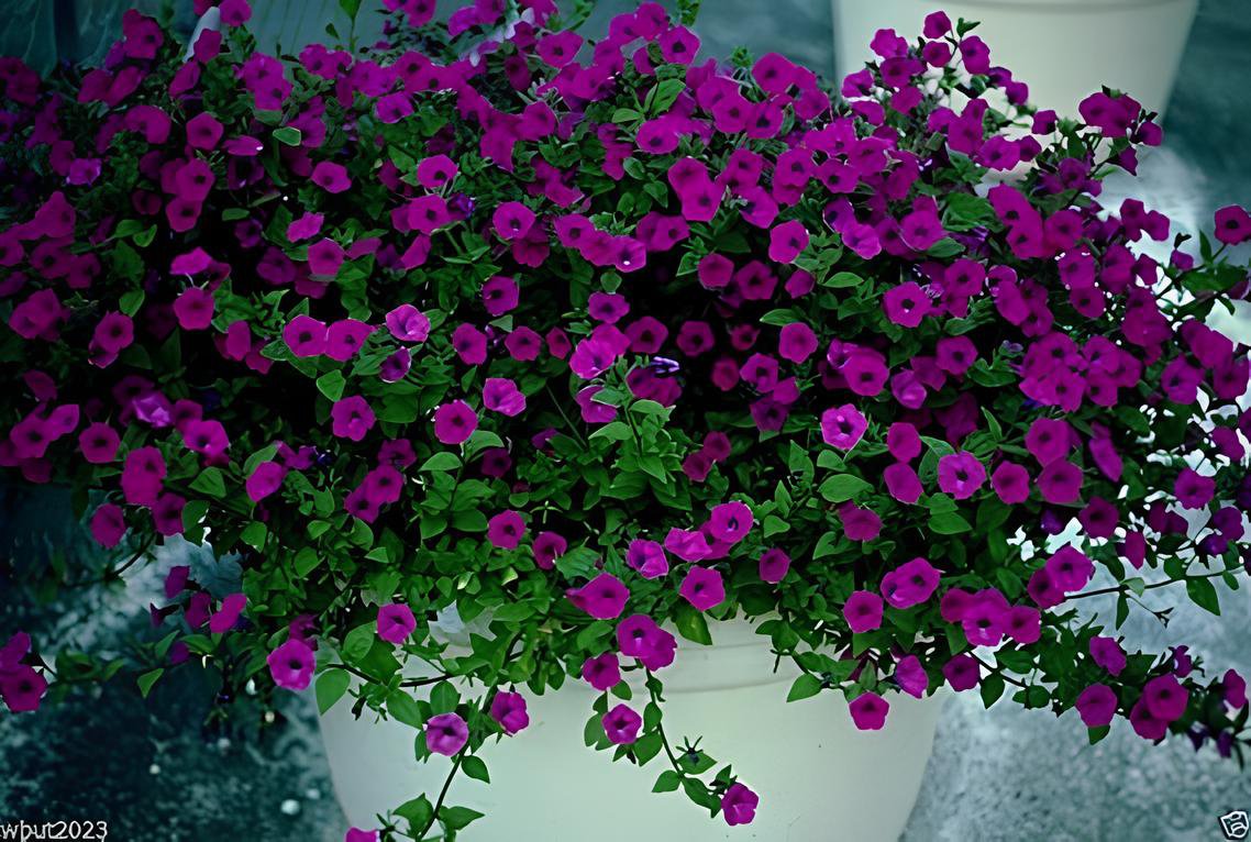 400 Seeds Bonsai Hanging Petunia Garden Petunia Mixed Color Potted Fresh Seeds