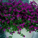 400 Seeds Bonsai Hanging Petunia Garden Petunia Mixed Color Potted Fresh Seeds