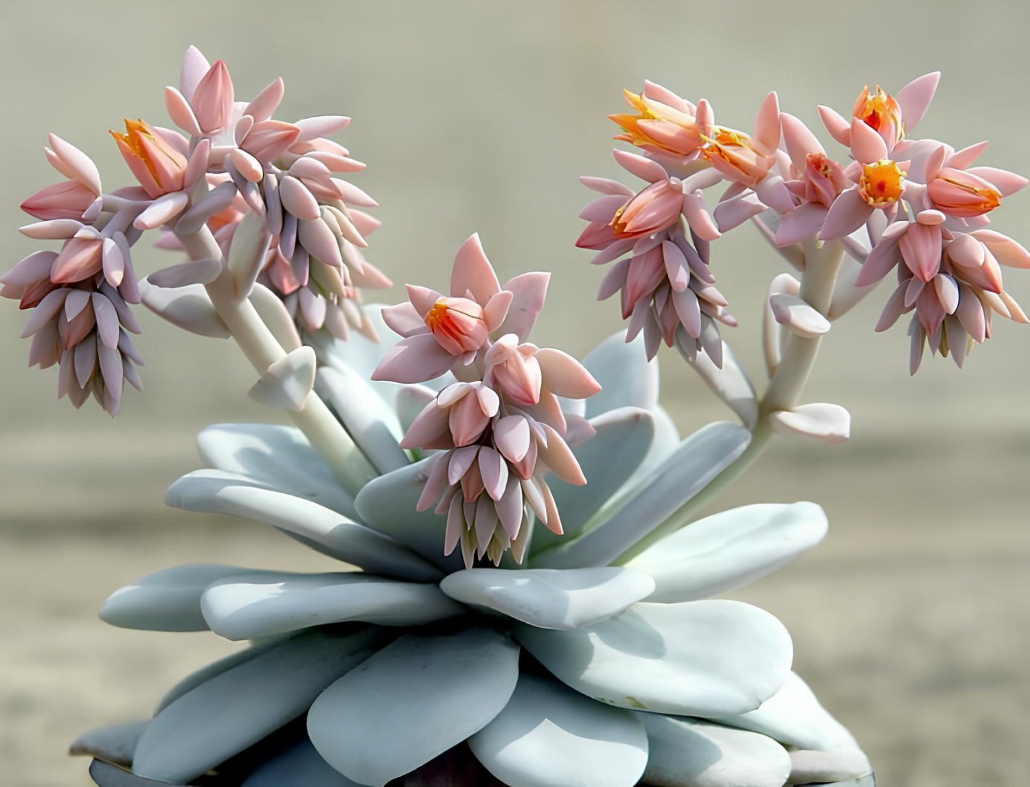 10 Seeds Echeveria Laui Succulent Fresh Seeds