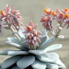 10 Seeds Echeveria Laui Succulent Fresh Seeds