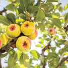20 Seeds Yellow Apple Fruit with Red Stripe Shrub Tree Fresh Seeds
