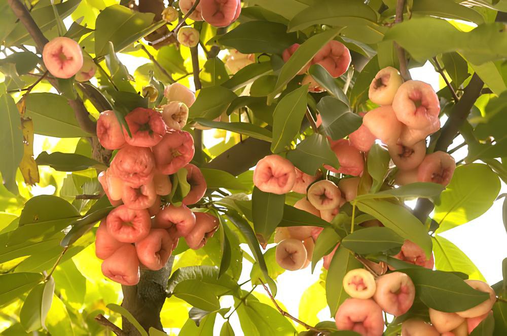 100 Seeds Novel Plant Cleistocalyx Operculatus Bonsai Fresh Seeds