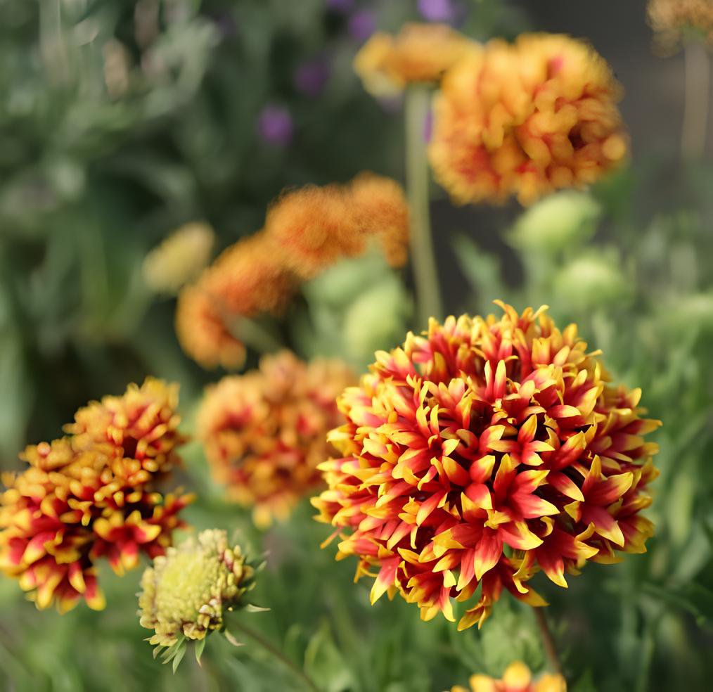 60 Seeds Gaillardia Pulchella Sundance Fresh Seeds