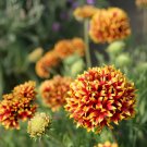 60 Seeds Gaillardia Pulchella Sundance Fresh Seeds