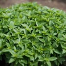 60 Seeds Super Small Thin Leaf Basil Herb 'Fine Minette' Organic Fresh Seeds