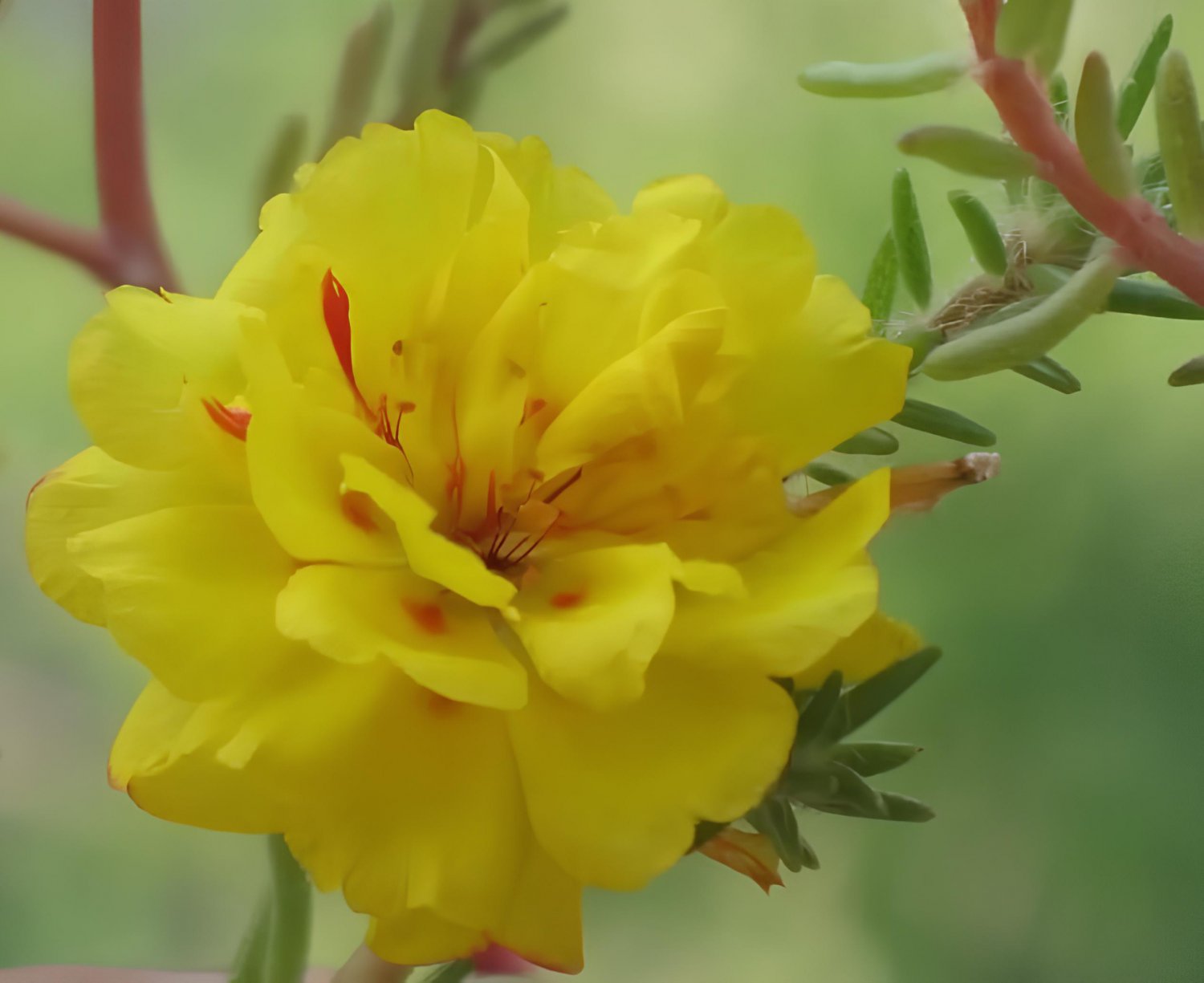 200 Seeds Yellow Portulaca Grandiflora Fresh Seeds