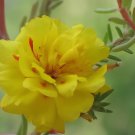 200 Seeds Yellow Portulaca Grandiflora Fresh Seeds