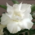 4 Seeds Rare Adenium Fresh Seeds